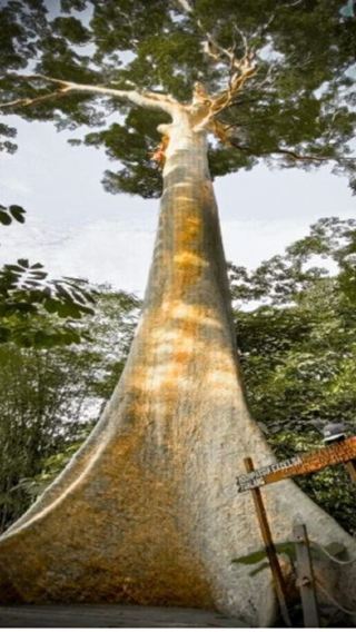 Taman Negara National Park Trek & Viewpoint Day Tour From Kuala Lumpur SIC
