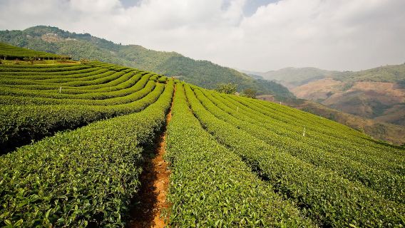 Chiang RaiTours