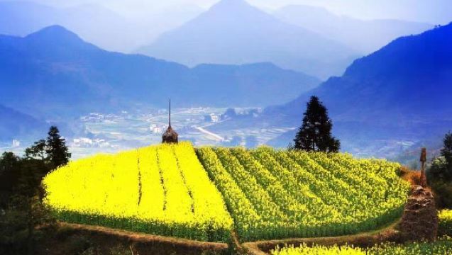 Pakej lawatan sehari kumpulan kecil 2-6 orang ke Wuyuan: Jiangling + Qingyuan + Shangtan + Teluk Bulan untuk menikmati bunga di kampung purba