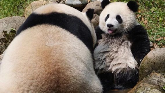 DujiangyanTours