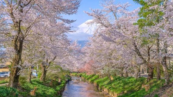 Mount Fuji Sightseeing Day Tour from Tokyo