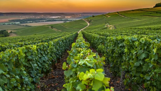 French Riviera: Nice, Gorges du Loup Waterfall + Wine and Tasting Day Tour