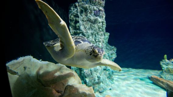 Acquario di Livorno: Entry Ticket