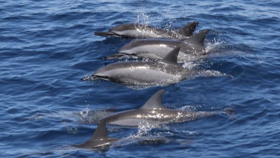 Guishan Island Half-Day Tour in Yilan: Guishan Island Landing, Whale Watching, Surrounding Guishan Island