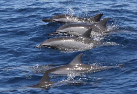 Yilan Guishan Island Landing, Whale Watching & Island Cruise | Yilan Guishan Island Half-Day Tour | Wushi Legend