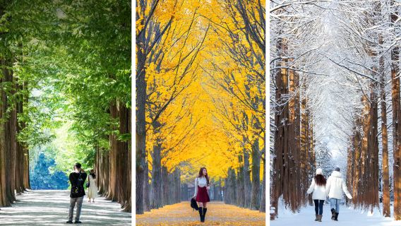 Desde Seúl: Isla Nami, recolección de manzanas y granja de ovejas y alpacas de Gapyeong