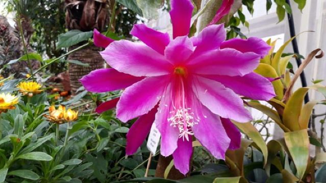 Alguer: Visita la Casa de las Mariposas