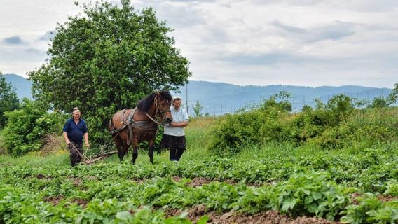 From Cluj-Napoca: Maramures Day Tour