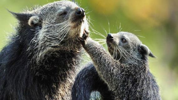 Paris: Ménagerie Zoo of Jardin des Plantes Entrance Ticket