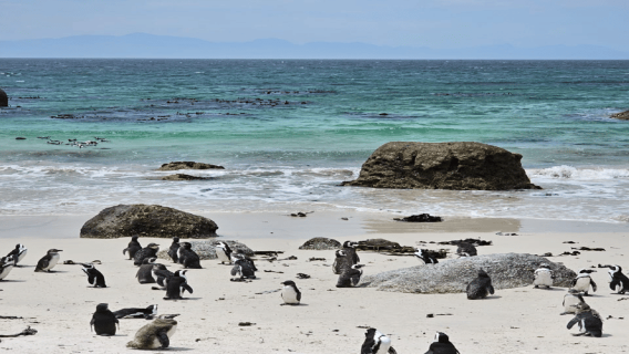 Ciudad del Cabo, Montaña de la Mesa, Pingüinos y Cape Point, todo incluido