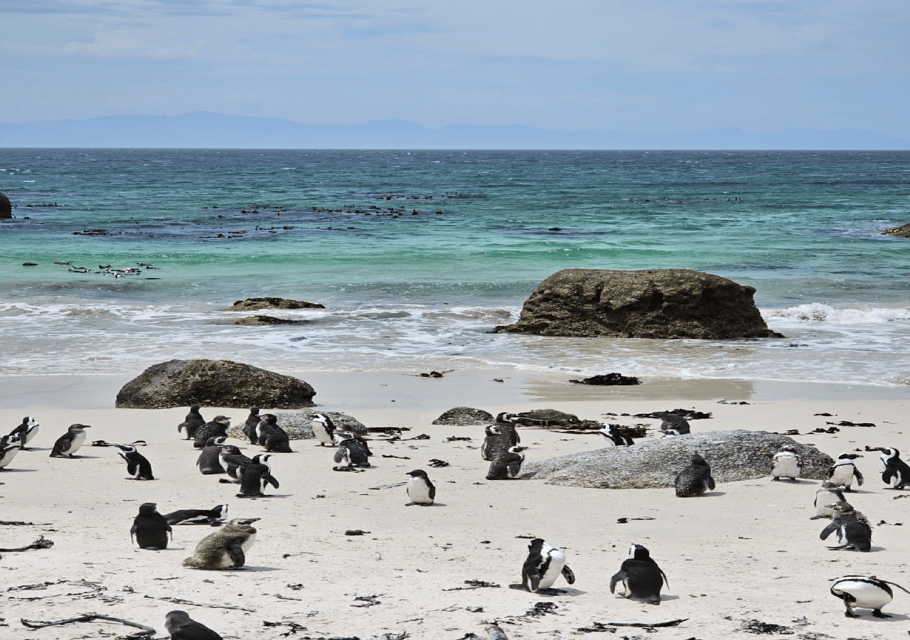 Cape Town Table Mountain Penguins & Cape Point All-inclusive