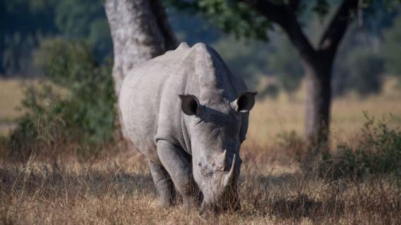Nashorn-Pirschfahrt im Mosi-oa-tunya-Nationalpark