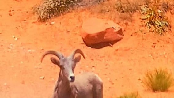 From Las Vegas: Valley of Fire Full-Day Guided Tour w/ Lunch
