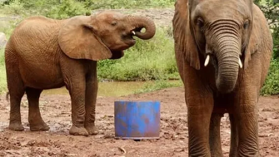 Nairobi: tour di Karen Blixen, Wildlife Trust e Giraffe Center