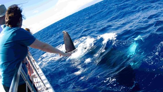 Maui: Barco de avistamiento de ballenas en Kaanapali con barra libre y comida