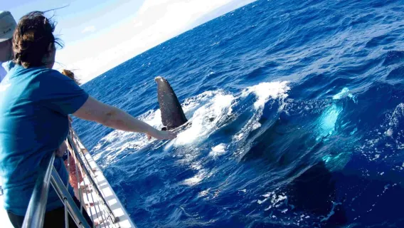 Maui: Kaanapali Whale Watching Boat with Open Bar and Food