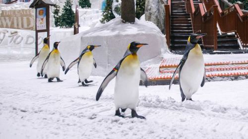 Ski Dubai Snow-Plus Pass with Private Transfers Day Tours 2