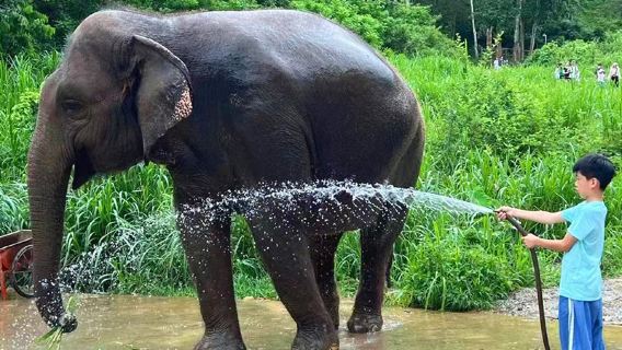 野象谷大象公益研學營一日遊【講解+大象醫生+大象課堂+造紙】