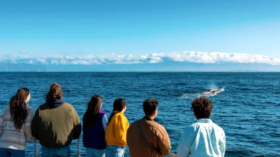 Whale Watching Cruise in Kaikoura, New Zealand [Chinese Customer Support + English Guide] Inquire Before Booking to Reserve Your Spot