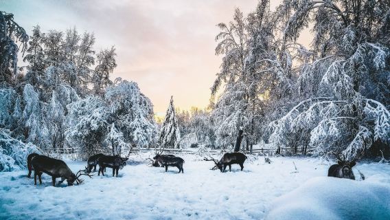 美國阿拉斯加費爾班克斯雪橇犬基地+馴鹿牧場+酒廠+切納河日遊