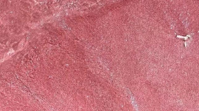 印尼科莫多島出海一日遊粉紅沙灘科莫多龍帕達爾島魔鬼魚大蜥蜴