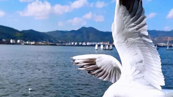 [ทัวร์สุดพิเศษ] คุนหมิง อุทยานป่าหิน + ทะเลสาบเตียนฉือ ทัวร์ 1 วัน + นกนางนวลมาแล้ว | เลือกได้ทัวร์เหมารถส่วนตัว