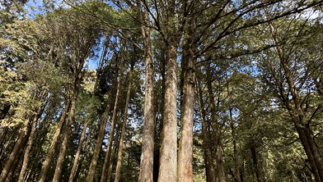 Alishan Forest Healing Day Tour [Includes Free Bubble Tea]