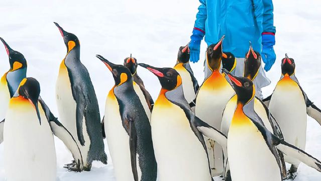 [Hokkaido, Japan] A Day of Cute Animals and Snow Fun: Asahiyama Zoo + Farms Chiyoda|Multilingual Service