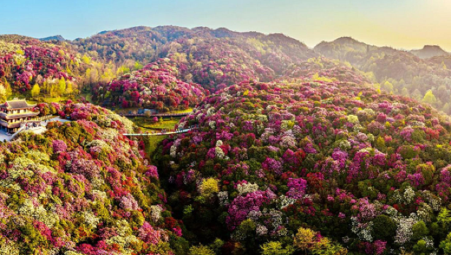 貴陽出發百里杜鵑一日遊【品質純玩無購物@優秀導遊帶隊】