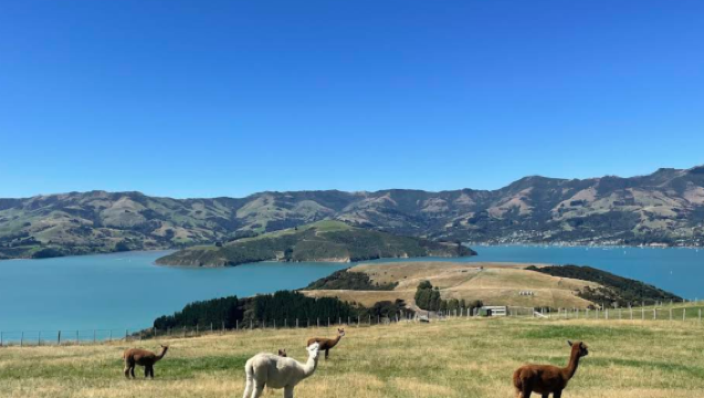 新西蘭基督城來回 莎瑪拉羊駝牧場 暢遊南北島包車 私人專享