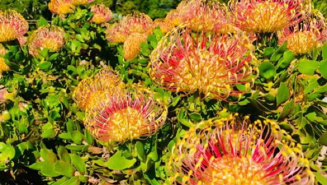 Cape Town 1-day tour with private charter/free customize itinerary/private charter in Chinese and English/high cost performance