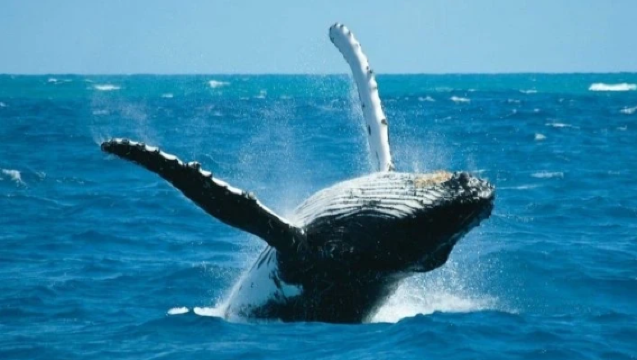 【ニュージーランド・プライベートカスタマイズ】クライストチャーチ発カイコウラホエールウォッチング貸切チャーターワンデーツアー＋中国語対応ドライバーガイド｜間近でクジラ・イルカ・アシカを観察＋ロブスター料理堪能＋海岸の絶景撮影