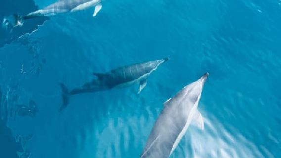Benalmádena Catamaran Tour: Tapas Food Tasting, Drinks, Swimming & Dolphins