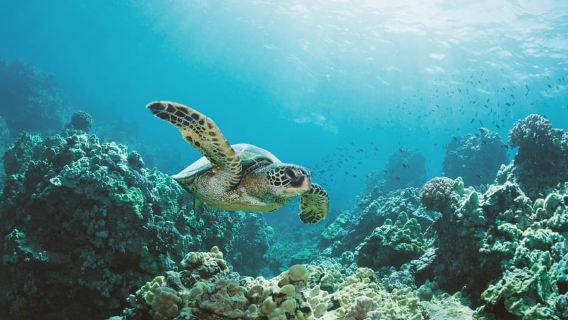 Oahu: Turtle Canyon Snorkeling Boat Tour