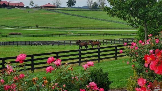 From Lexington: Kentucky Horse Farms Tour