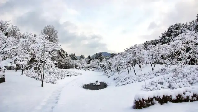 魚飛溪谷冰河+南怡島+羊駝世界+江村鐵道自行車一日遊 (首爾出發, 冬季限定)