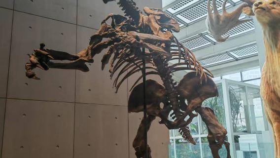 Museo de Historia Natural de Shanghái + Visita en grupo pequeño al edificio este del Museo de Shanghái (entrada no incluida)