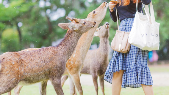 Japan Osaka Kyoto Nara | Kiyomizu Temple + Nara Park + Gion + Fushimi Inari Taisha Shrine one-day tour