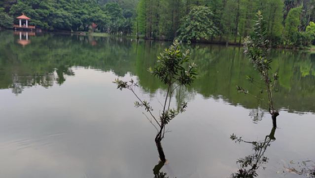 Guangzhou Day Tour with Private Charter: Canton Tower + South China Botanical Garden + Shangxiajiu Pedestrian Street (Chinese and English Services Available)