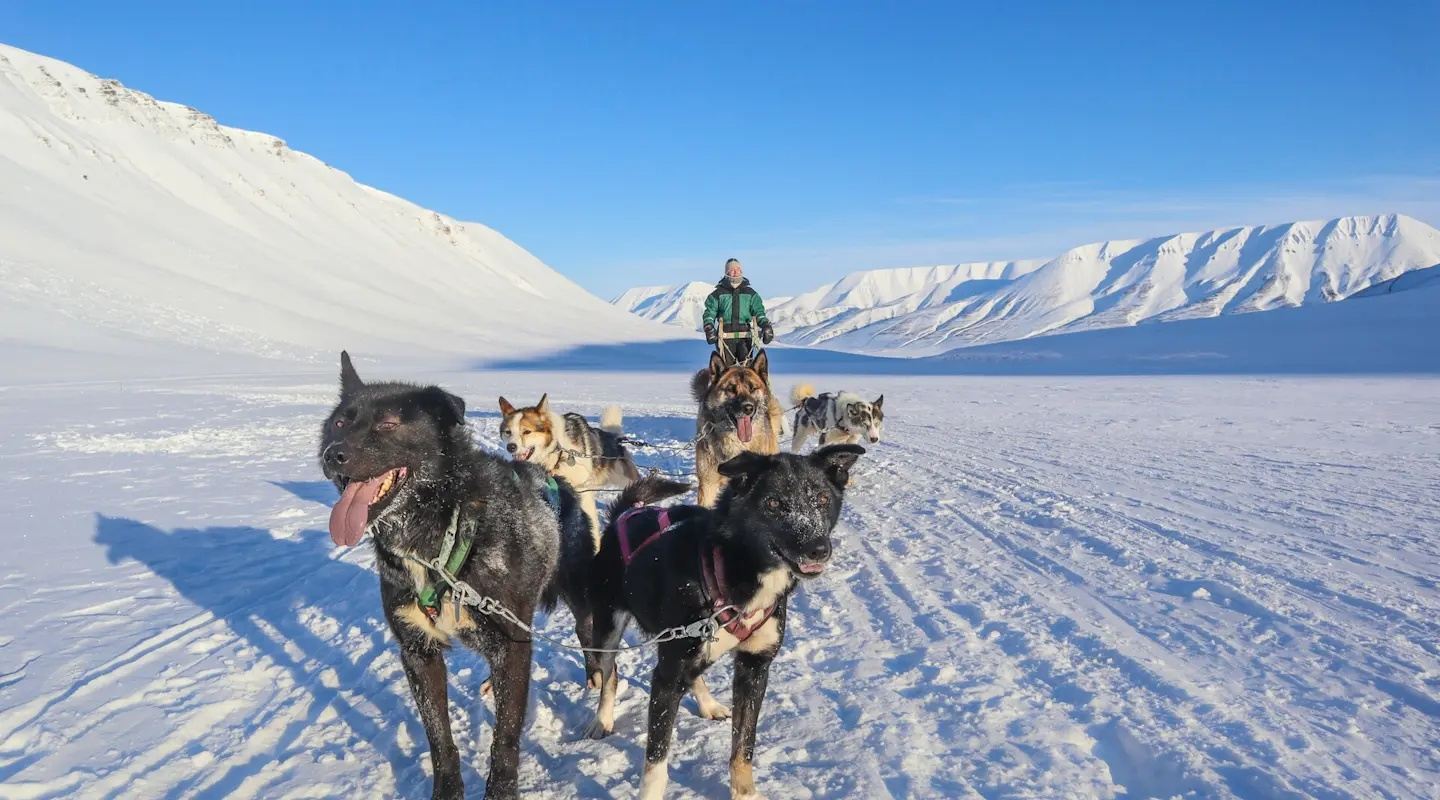Tromso, Norway: Dog Sledding