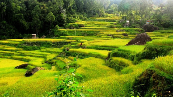 Tana TorajaExperiences