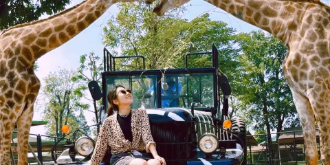 曼谷大城獅子動物園+瑪哈泰寺+柴瓦塔那蘭寺一日遊