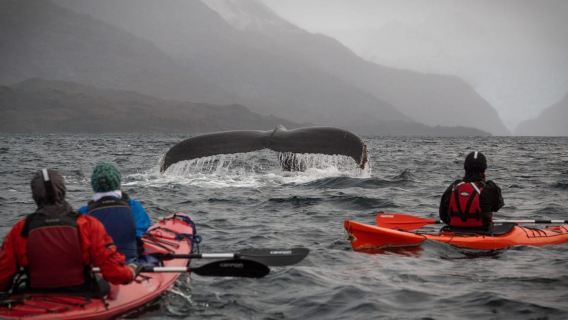 From Punta Arenas: Kayak with Whales