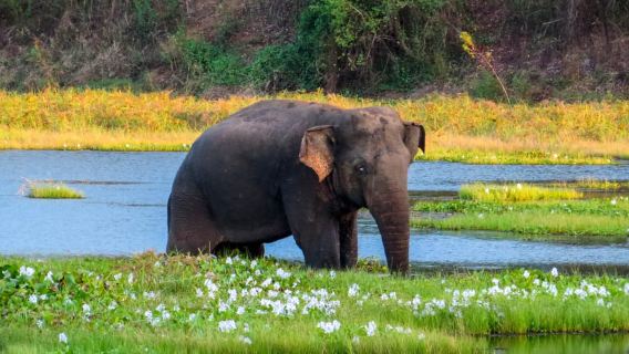 Bundala National Park Safari from Hikkaduwa