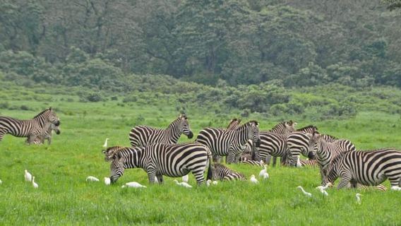 Arusha: Lawatan Sehari Taman Negara dengan Pengambilan Hotel atau Lapangan Terbang