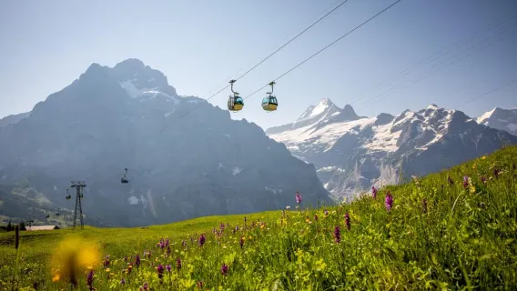 Zürich: Privates Jungfraujoch und aufregendes Velogemel-Abenteuer