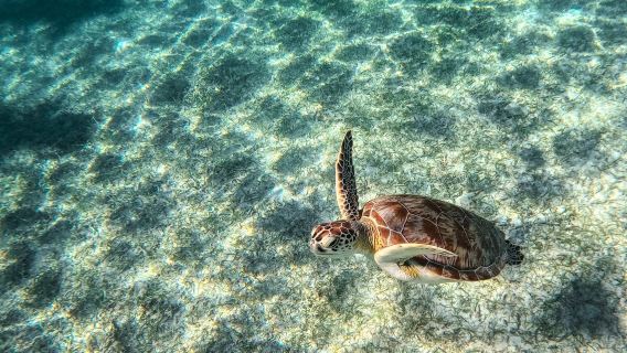 Tulum Ruins, Turtles, Cenote & Caves Snorkel