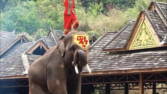 Yunnan: tour privato di un giorno alla Valle degli Elefanti Selvatici e al Villaggio di Manzhang