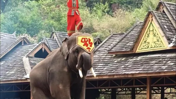 Yunnan: Excursión privada de un día al Valle de los Elefantes Salvajes y la Aldea Manzhang