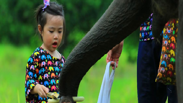 Halbtagestour mit Elefanten in Kanta ab Chiang Mai inklusive Transfer